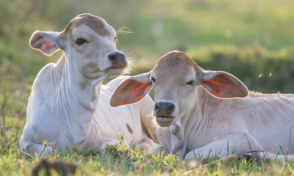 Lonsdale Livestock White Muscle Disease in Cattle